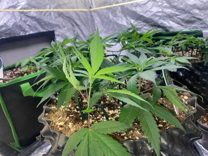 Meu primeiro Diário. Week 7