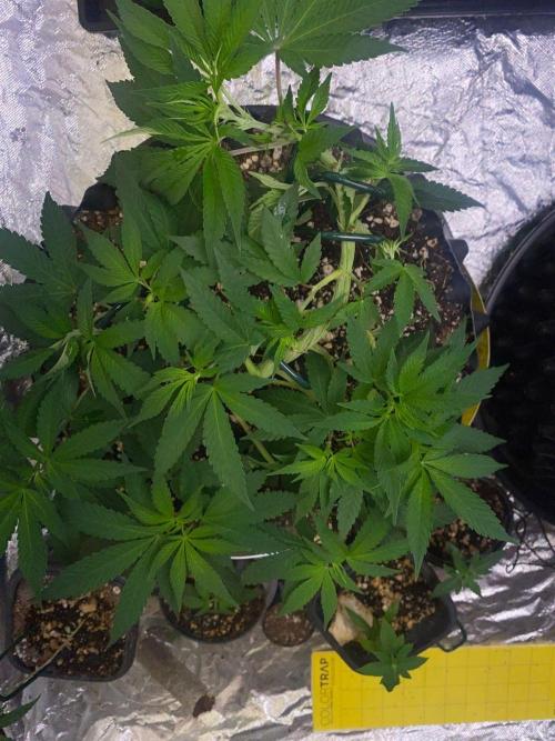 Meu primeiro Diário. Week 7