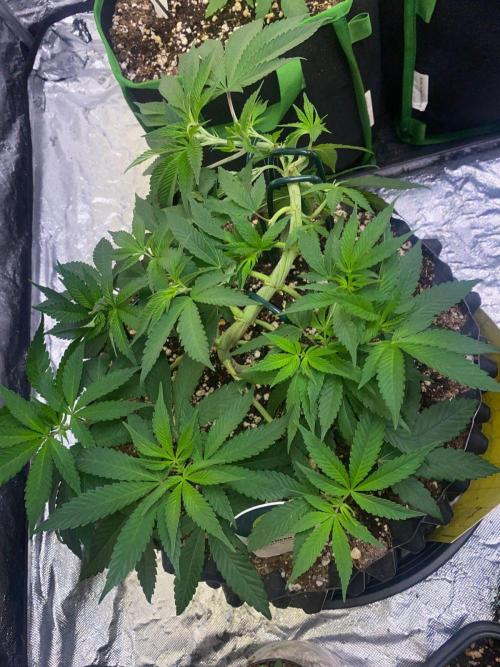 Meu primeiro Diário. Week 7