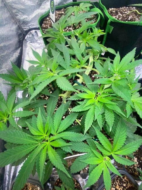 Meu primeiro Diário. Week 7