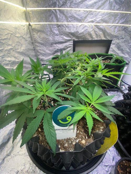 Meu primeiro Diário. Week 7