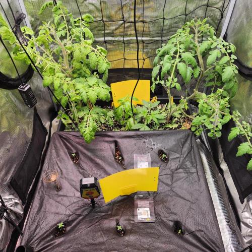 3' x 3' Earth Box. Week 1