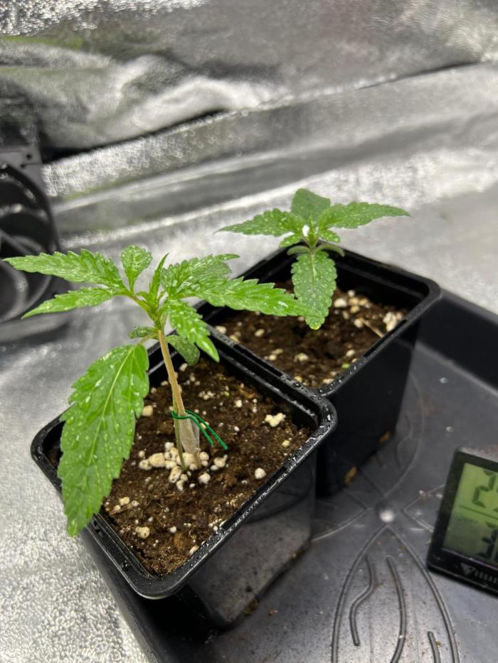 Amaretto Tarmac & Georgia Pie 2025. Week 1