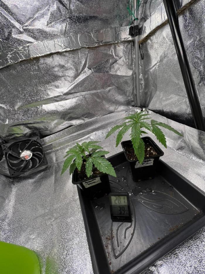 Amaretto Tarmac & Georgia Pie 2025. Week 2