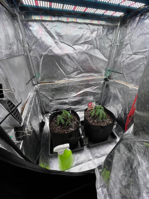 Amaretto Tarmac & Georgia Pie 2025. Week 3 - Early wk 3