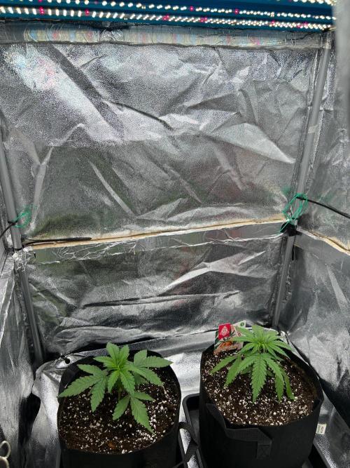 Amaretto Tarmac & Georgia Pie 2025. Week 3 - Day after