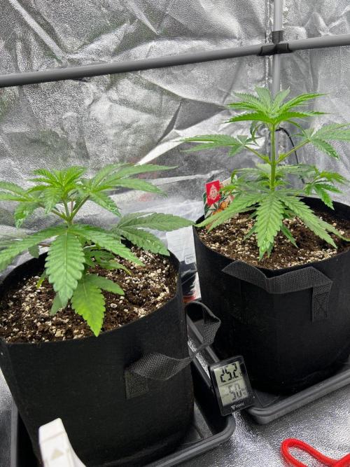 Amaretto Tarmac & Georgia Pie 2025. Week 3 - End wk 3