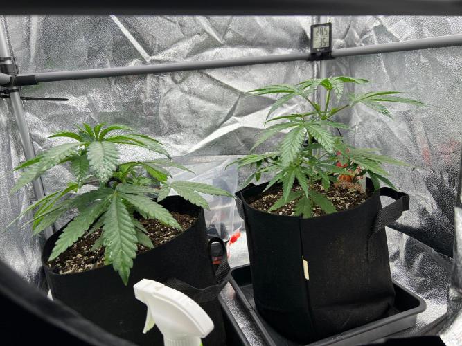 Amaretto Tarmac & Georgia Pie 2025. Week 4