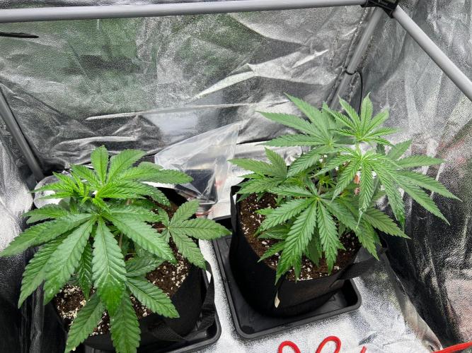 Amaretto Tarmac & Georgia Pie 2025. Week 4