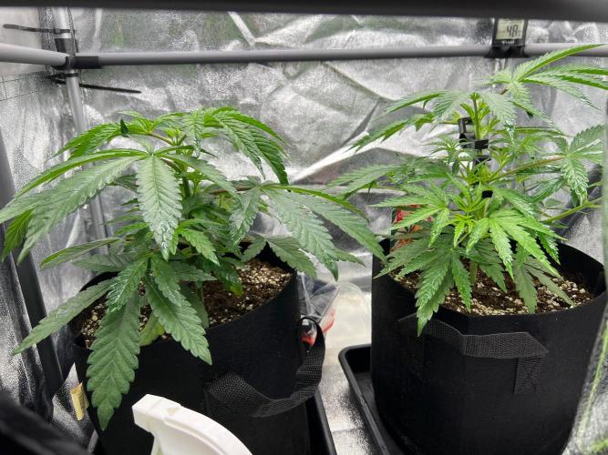 Amaretto Tarmac & Georgia Pie 2025. Week 4