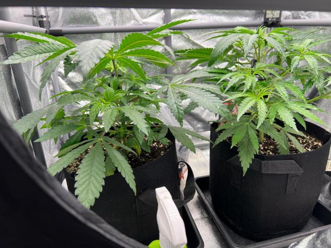 Amaretto Tarmac & Georgia Pie 2025. Week 4