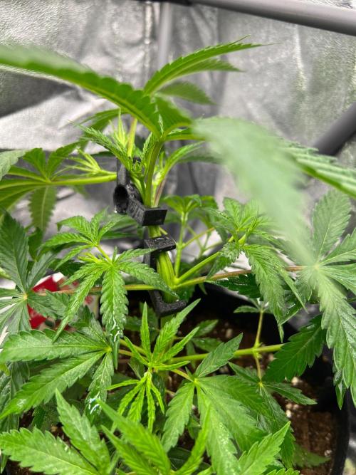 Amaretto Tarmac & Georgia Pie 2025. Week 4