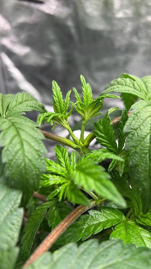 Amaretto Tarmac & Georgia Pie 2025. Week 5