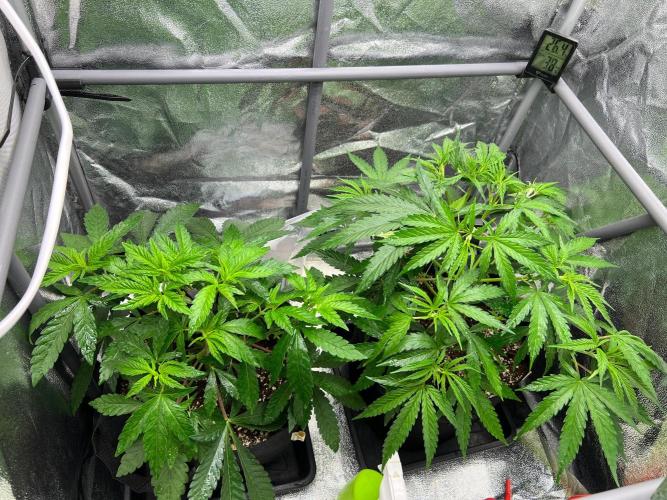 Amaretto Tarmac & Georgia Pie 2025. Week 5