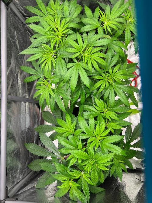 Amaretto Tarmac & Georgia Pie 2025. Week 5