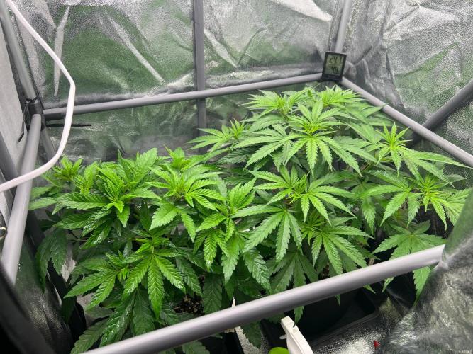 Amaretto Tarmac & Georgia Pie 2025. Week 6