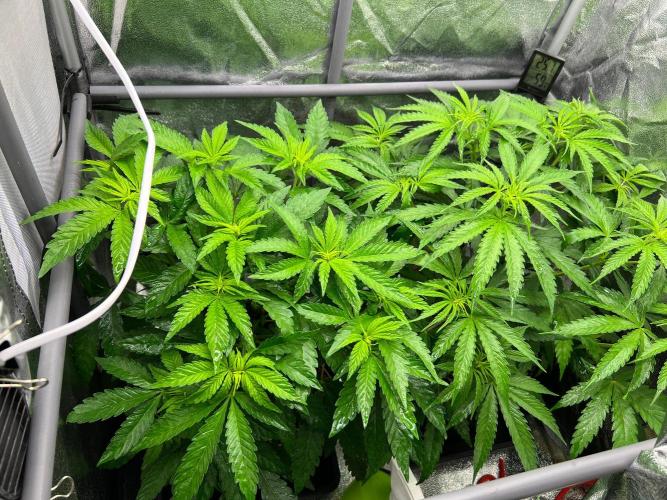 Amaretto Tarmac & Georgia Pie 2025. Week 6