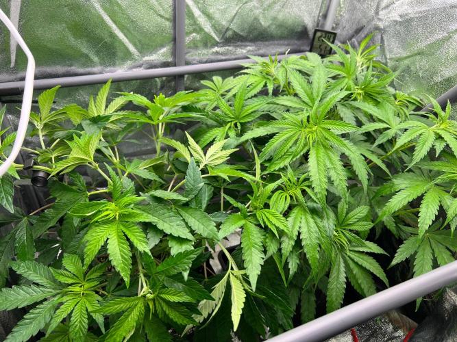 Amaretto Tarmac & Georgia Pie 2025. Week 7