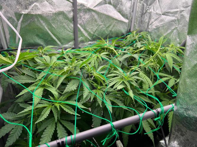 Amaretto Tarmac & Georgia Pie 2025. Week 7