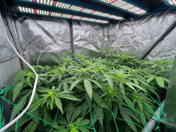 Amaretto Tarmac & Georgia Pie 2025. Week 8