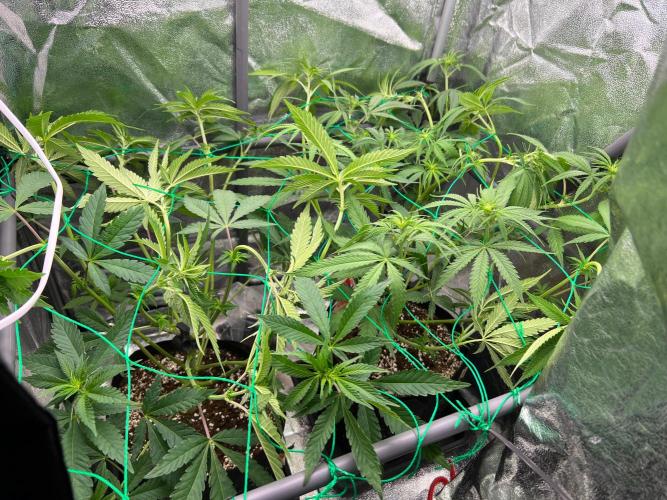 Amaretto Tarmac & Georgia Pie 2025. Week 8