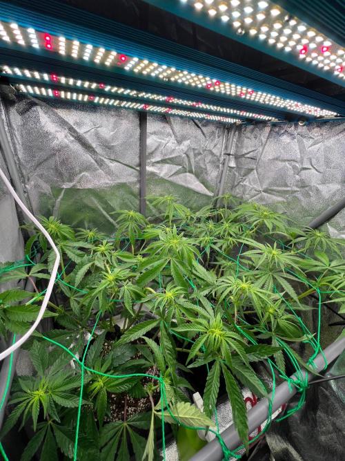 Amaretto Tarmac & Georgia Pie 2025. Week 8