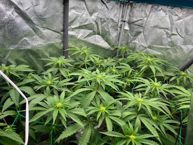 Amaretto Tarmac & Georgia Pie 2025. Week 8