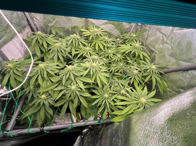 Amaretto Tarmac & Georgia Pie 2025. Week 8