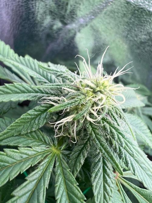 Amaretto Tarmac & Georgia Pie 2025. Week 8