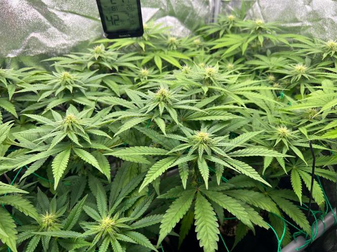 Amaretto Tarmac & Georgia Pie 2025. Week 9