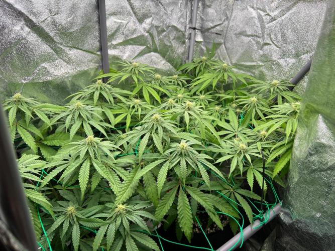 Amaretto Tarmac & Georgia Pie 2025. Week 9