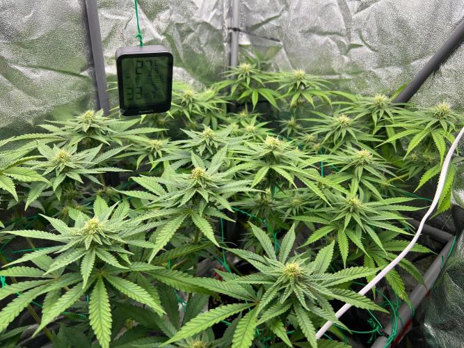 Amaretto Tarmac & Georgia Pie 2025. Week 10