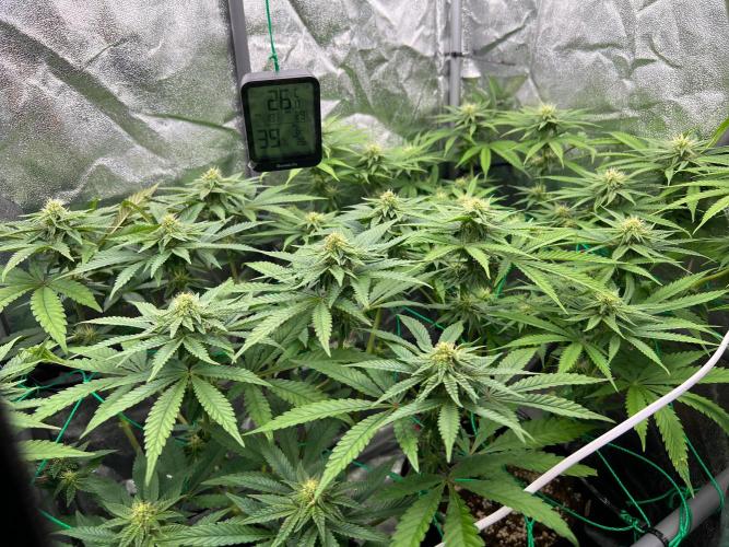 Amaretto Tarmac & Georgia Pie 2025. Week 10