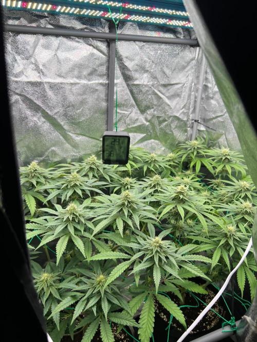 Amaretto Tarmac & Georgia Pie 2025. Week 11