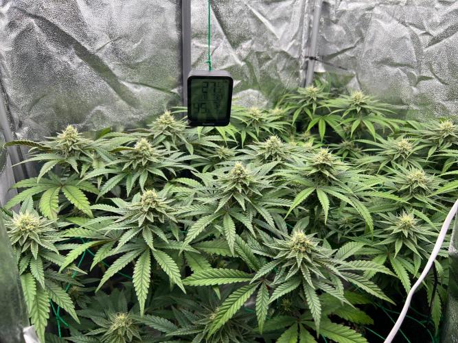 Amaretto Tarmac & Georgia Pie 2025. Week 12