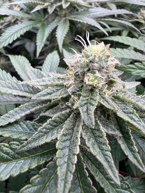 Amaretto Tarmac & Georgia Pie 2025. Week 12