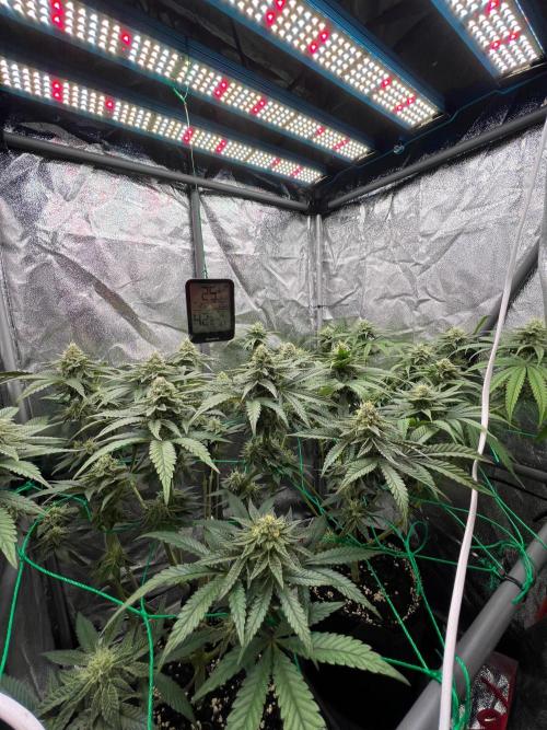 Amaretto Tarmac & Georgia Pie 2025. Week 12