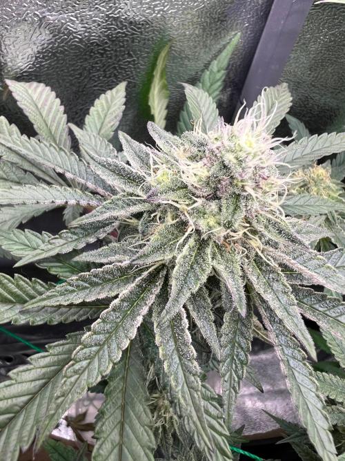 Amaretto Tarmac & Georgia Pie 2025. Week 12