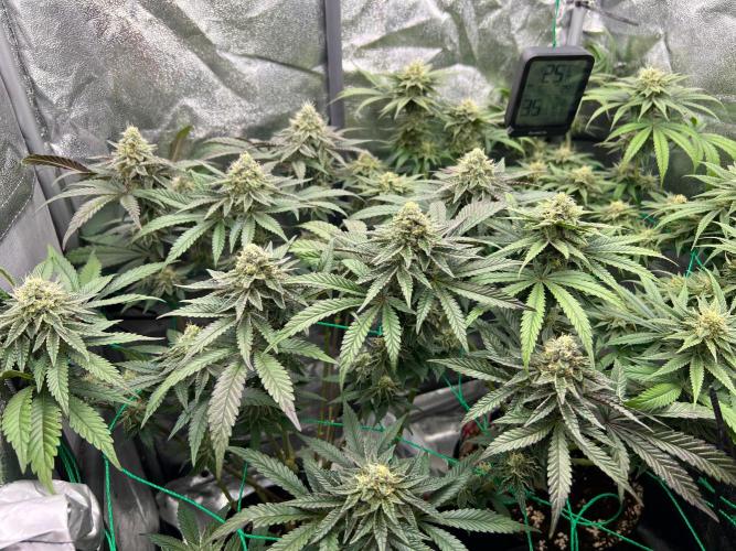 Amaretto Tarmac & Georgia Pie 2025. Week 13