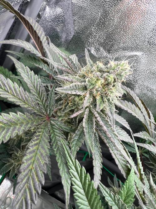 Amaretto Tarmac & Georgia Pie 2025. Week 13