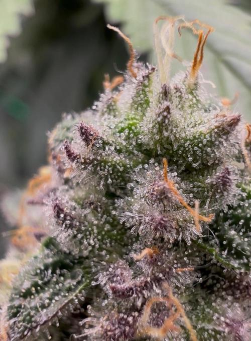 Amaretto Tarmac & Georgia Pie 2025. Week 13