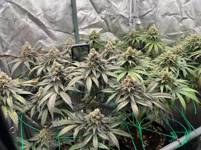 Amaretto Tarmac & Georgia Pie 2025. Week 14