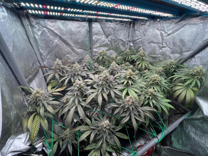 Amaretto Tarmac & Georgia Pie 2025. Week 14