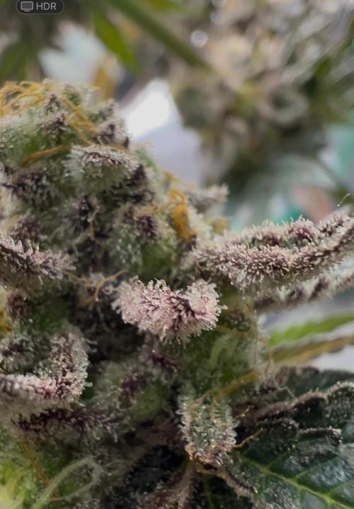 Amaretto Tarmac & Georgia Pie 2025. Week 14