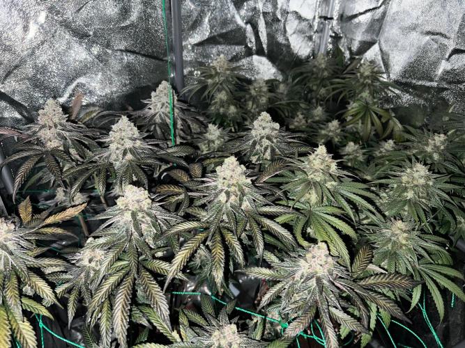 Amaretto Tarmac & Georgia Pie 2025. Week 15