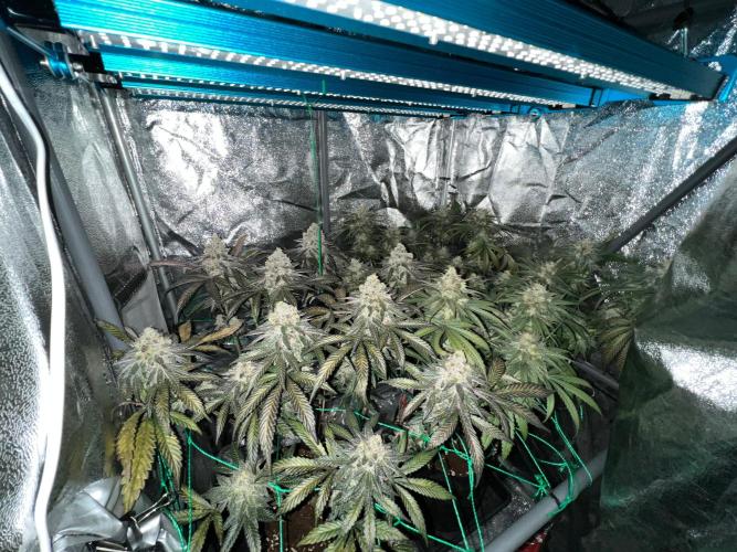 Amaretto Tarmac & Georgia Pie 2025. Week 15