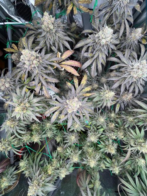 Amaretto Tarmac & Georgia Pie 2025. Week 15