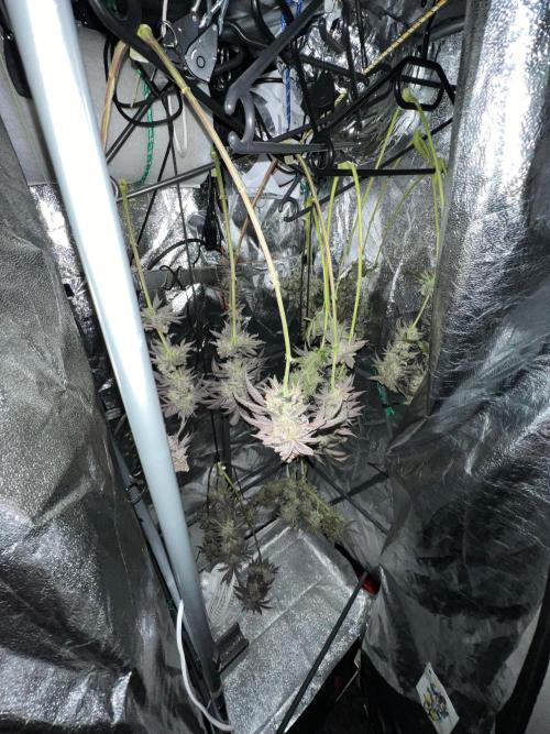 Amaretto Tarmac & Georgia Pie 2025. Week 15