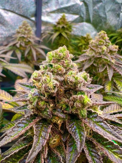 Amaretto Tarmac & Georgia Pie 2025. Week 14