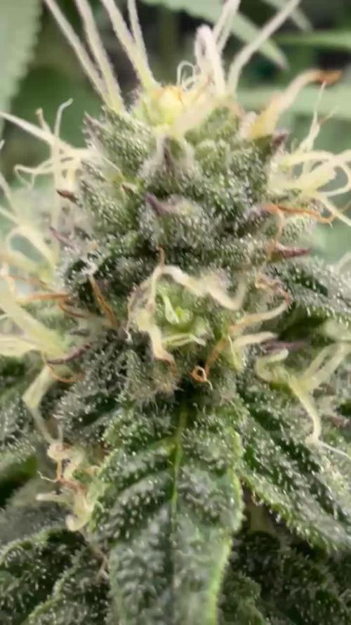 Amaretto Tarmac & Georgia Pie 2025